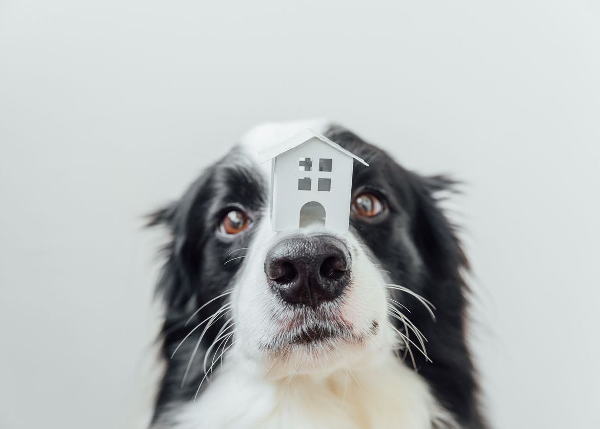 What You Need to Know About Homeowners Insurance Coverage for Dogs