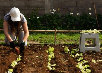 How to Start a Vegetable Garden