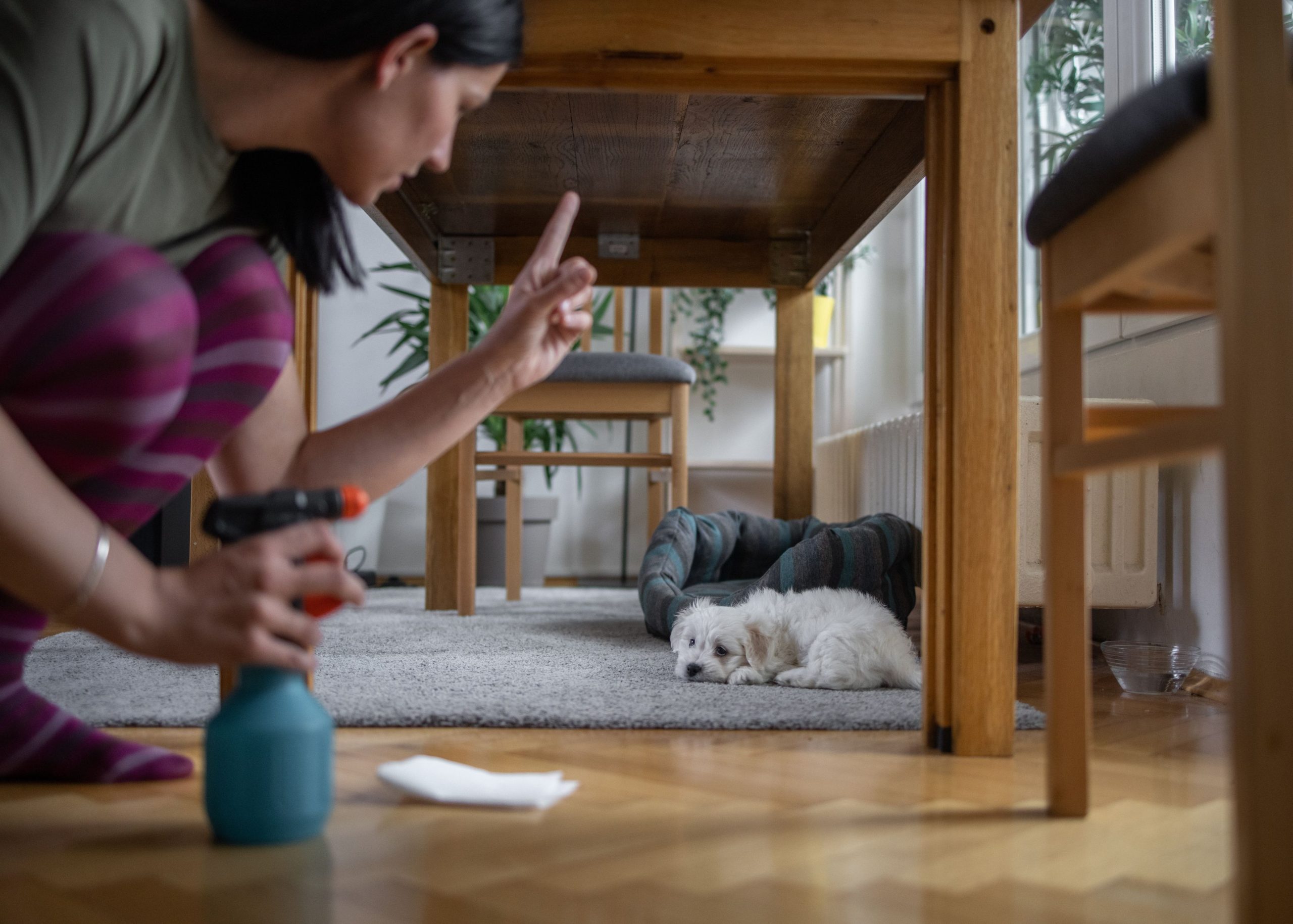 5 Tips for Dealing With Pet Odors as a Homeowner