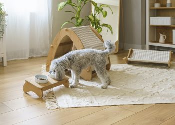 Puppy Prep: How to Make Your Home Ready for Your Newest Pet