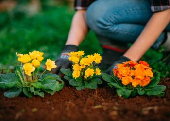 Best Tips for Choosing Your Garden Blooms