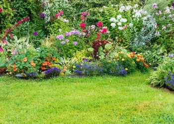 Tips and Tricks for a Colorful Yard