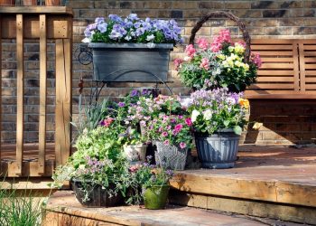 8 Blooms That Love Containers