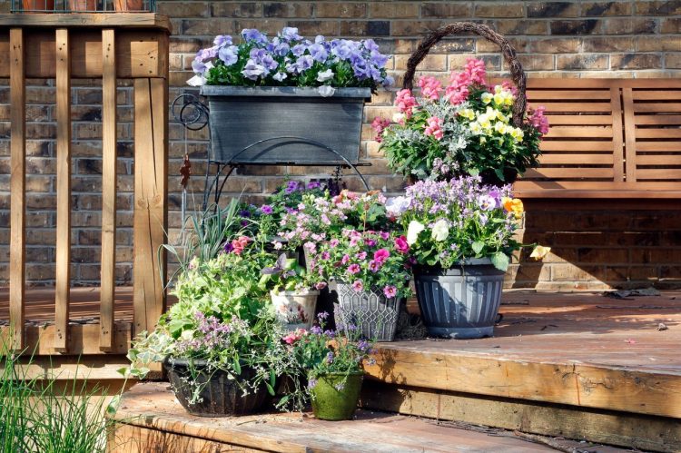 8 Blooms That Love Containers