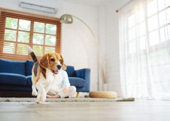 How to Make Your Home Safe for a New Puppy or Kitten