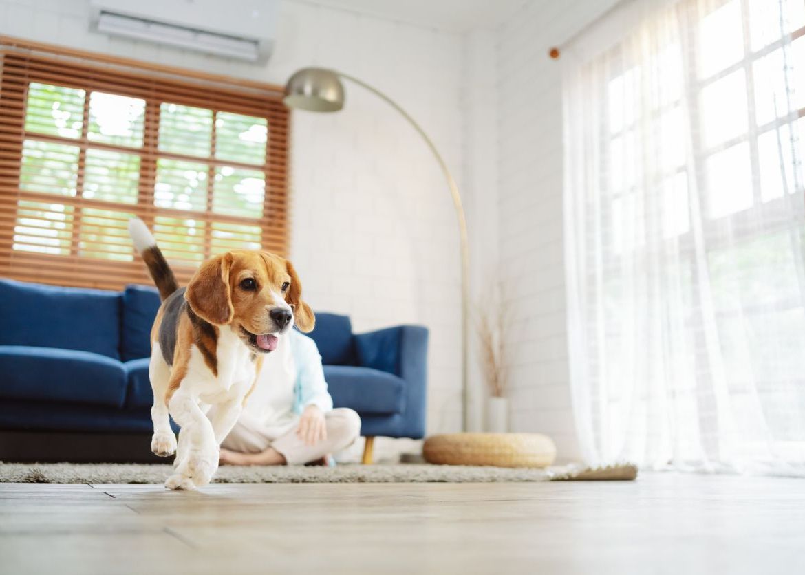 How to Make Your Home Safe for a New Puppy or Kitten