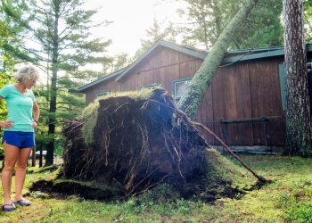 Why You Shouldn’t Ignore Overgrown Trees