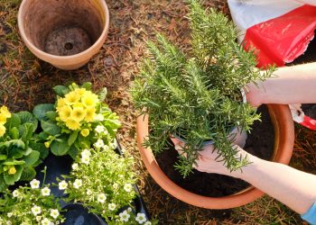 The Best Plants to Deter Mosquitoes in Your Yard