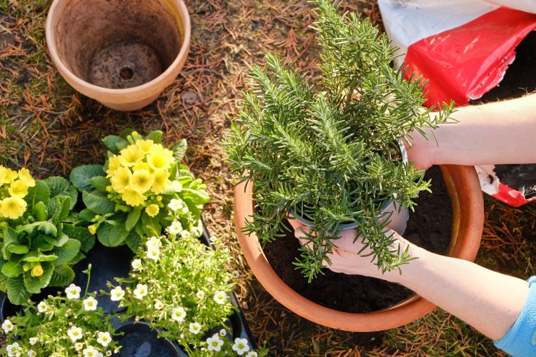 The Best Plants to Deter Mosquitoes in Your Yard