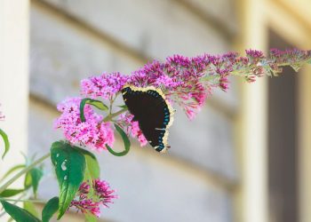 Here’s How to Bring Butterflies to Your Garden