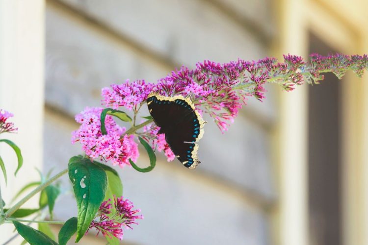 Here’s How to Bring Butterflies to Your Garden