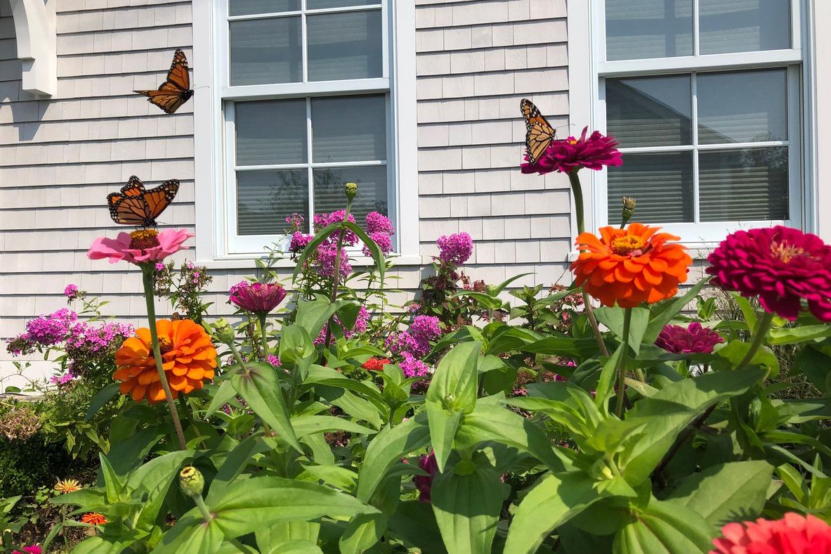 Here's How to Bring Butterflies to Your Garden