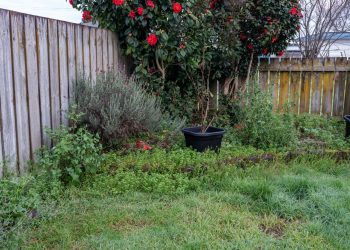 Doing This in Your Backyard Might Lower Your Home’s Value