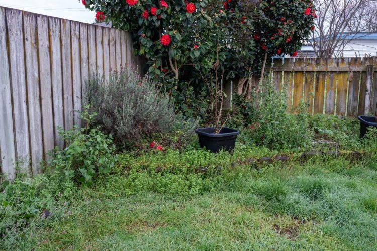 Doing This in Your Backyard Might Lower Your Home’s Value